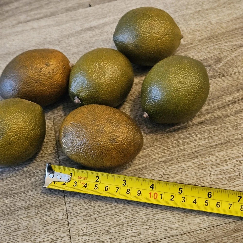 Vintage Artificial Realistic Large Prop Limes Life Size Faux Fruit‎ Lot 6 Fake